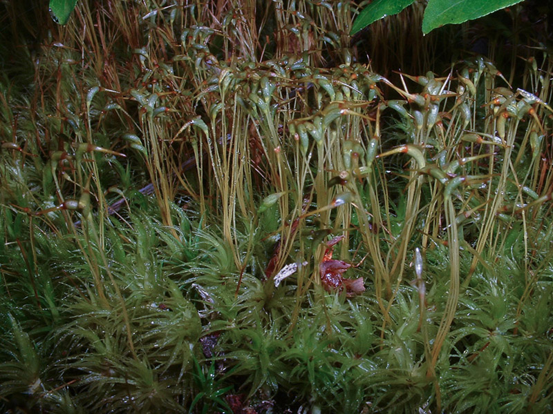 Dicranum polysetum